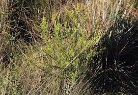 Image result for Thesium whyteanum