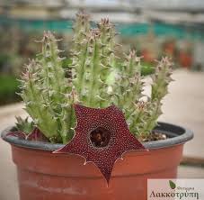 Image result for Huernia kirkii