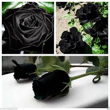 You can also download these background images on your mac computer. Buy 10 Pcs Mysterious Black Rose Flower Plant Seeds Beautiful Black Rose New Online Get 14 Off