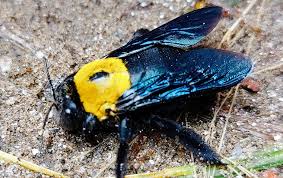 You can use a product that contains carbaryl, chlorpyrifos or a synthetic pyrethroid. Carpenter Bees A Guide To Carpent Bee Identification In Houston Tx