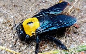 Do you see wood shavings on the side of become a fan of magic exterminating and recommend to friends to get the latest updates and information regarding pest control in new york. Carpenter Bees A Guide To Carpent Bee Identification In Houston Tx