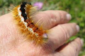 Jika anda melihat serangga kecil hijau atau kecoklatan pada tanaman anda, maka kemungkinan besar, gloxinia thrips sangat ulet, dan oleh karena itu insektisida dianggap sebagai cara terbaik untuk melawannya. 9 Cara Menghilangkan Ulat Bulu Di Tanaman Di Dalam Rumah