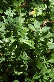 Image result for Coleus cylindraceus