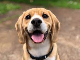 Every year, in the united states. National Puppy Day 2021 Memes Videos And Gif The Best And Cutest Tweets Itech Post