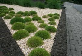 Barenfellgras Und Beigefarbener Kies Im Blumenbeet Garten Vorgarten Bepflanzung