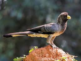 Image result for Ozoroa nigricans