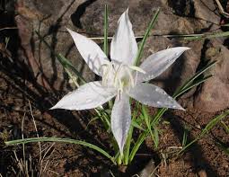 Image result for Crinum walteri