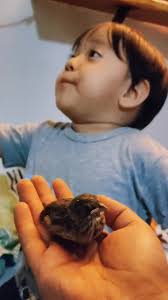 Pajarito Pinzon Ayudante De Papa Noel