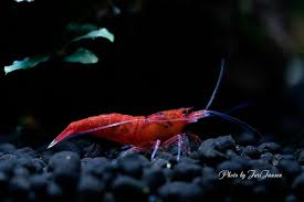 Pin De Sedat Beyaz En Animals Snails Shrimps Crabs And Crayfish
