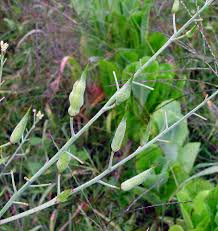 Image result for Raphanus