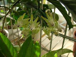 Nos coups de coeur sur les routes de france. Hoya Multiflora Blume 1826 Simones Hoyas