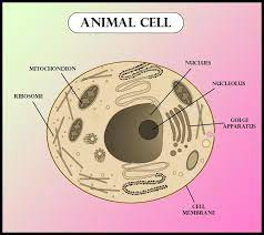 Maybe you would like to learn more about one of these? Which Of The Following Is Absent In An Animal Cell Class 11 Biology Cbse