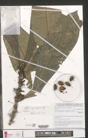 Image result for Magnistipula