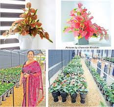 Anthurium Flower Exporters Sri Lanka Best Flower Wallpaper