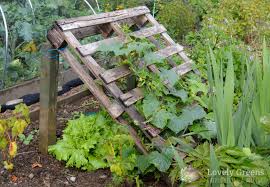 Maybe you would like to learn more about one of these? No Tools Required Diy Pallet Cucumber Trellis Lovely Greens