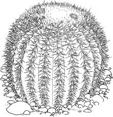 Meanwhile, the flowers of a barrel. Click To See Printable Version Of Echinocactus Grusonii Or Golden Barrel Cactus Coloring Page Barrel Cactus Golden Barrel Cactus Cactus Drawing