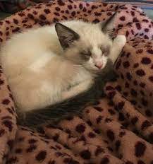 13 Cats Ideas Cute Cats Cats Snowshoe Cat