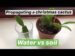 Here Are The 3 Different Methods Of Christmas Cactus Propagation With Step By Step Instru In 2021 Christmas Cactus Plant Christmas Cactus Christmas Cactus Propagation