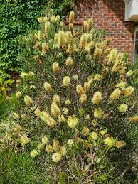 Image result for Mellera lobulata