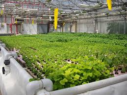 Igrow Pre Owned Indoor Vertical Farming News Archive Igrow Pre Owned