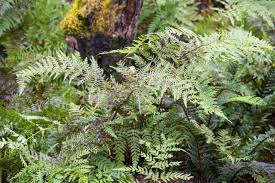 Image result for Histiopteris