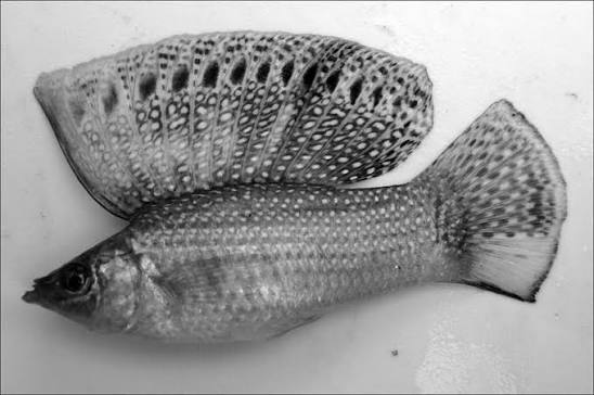 Yucatan Molly (Poecilia velífera, male) a native fish of Southeastern... | Download Scientific Diagram