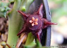 Image result for Duvalia