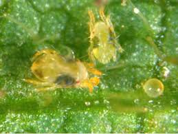 Image result for spotted spider mite