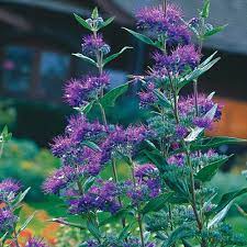 How to prune blue mist shrubs. Blue Beard Blue Spirea Blue Mist Shrub Finegardening