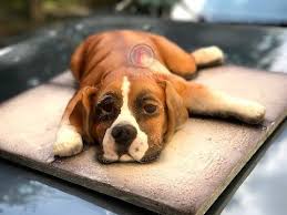 Kricky Cakes Decoration Realistic Boxer Puppy Cake Tutorial With Glass Isomalt Eyes Youtube Puppy Cake Dog Cakes Dog Cake Topper