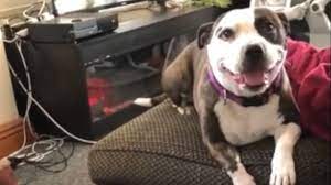 Baby Can T Stop Laughing At Dog Popping Bubbles Youtube
