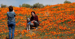 We did not find results for: Superbloom In Southern California Reuters Com