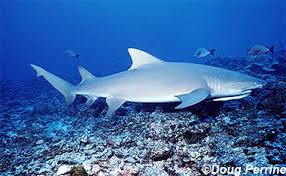 The set of teeth are narrow and sharper then the upper. Negaprion Acutidens Discover Fishes
