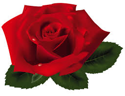 Red Rose Png Clipart Red Rose Png Flower Bouquet Drawing Rose