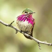Birds That Start With B Birds Wildlife Photography On Instagram How Busy Are Your Hummingbird Feeders This Yea Hummingbirds Photography Humming Bird Feeders Wildlife Photography
