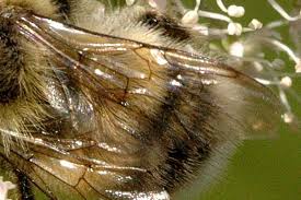 Image result for Bombus sylvarum