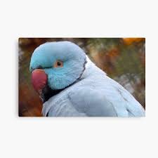 These birds have a hooked beak, a long tail, and are larger in size compared to most conures.these parrots have yellow feathers underling their wings and tail. Blue Indian Ringneck Parrot Gifts Merchandise Redbubble