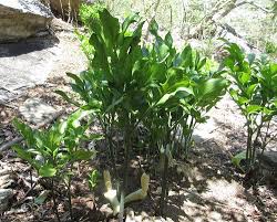 Image result for Gonatopus clavatus