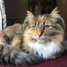 I Ve Got Ear Floof Yes I Do I Ve Got Ear Floof How Bout You Mofloofmoproblems Catsofinstagram Instacat Meows Veen Cats And Kittens Cats Animals