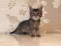 Maybe you would like to learn more about one of these? Abissiny I Chauzi Kak Zhe Nado The Chausie Is My World Facebook