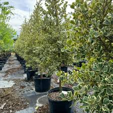 Image result for Geigeria engleriana