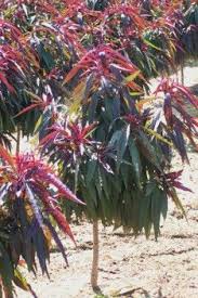 Check spelling or type a new query. Expert Gardener 3 25g Bonfire Peach Fruit Tree Walmart Com Walmart Com