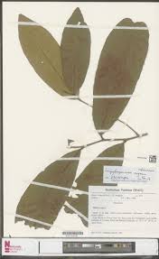 Image result for Orthopichonia schweinfurthii