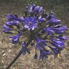 Image result for Agapanthus inapertus