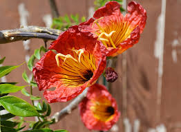 Image result for Fernandoa