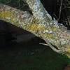 The lilac shrub, often growing high as trees, are a part of dooryard gardens all over the continent. 1