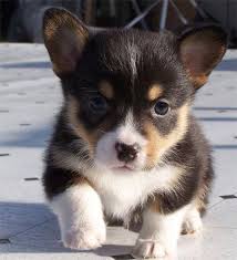 Black And Brown Corgi Black Brown And White Puppy Puppies Puppies And Kitties Cute Dogs
