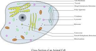 Browse & discover thousands of science book titles, for less. Cell Information Animal Free Vector Graphic On Pixabay