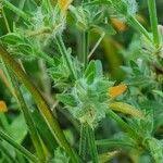 Image result for Justicia heterocarpa