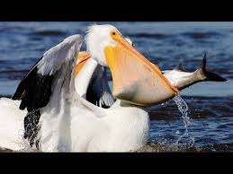 Their large heads and huge, heavy bills give them a prehistoric look. Pelican Birds Youtube